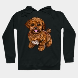 Cavapoochon Cavapoo Cavoodle - cute friendly cavalier King Charles spaniel Bichon frise Hoodie